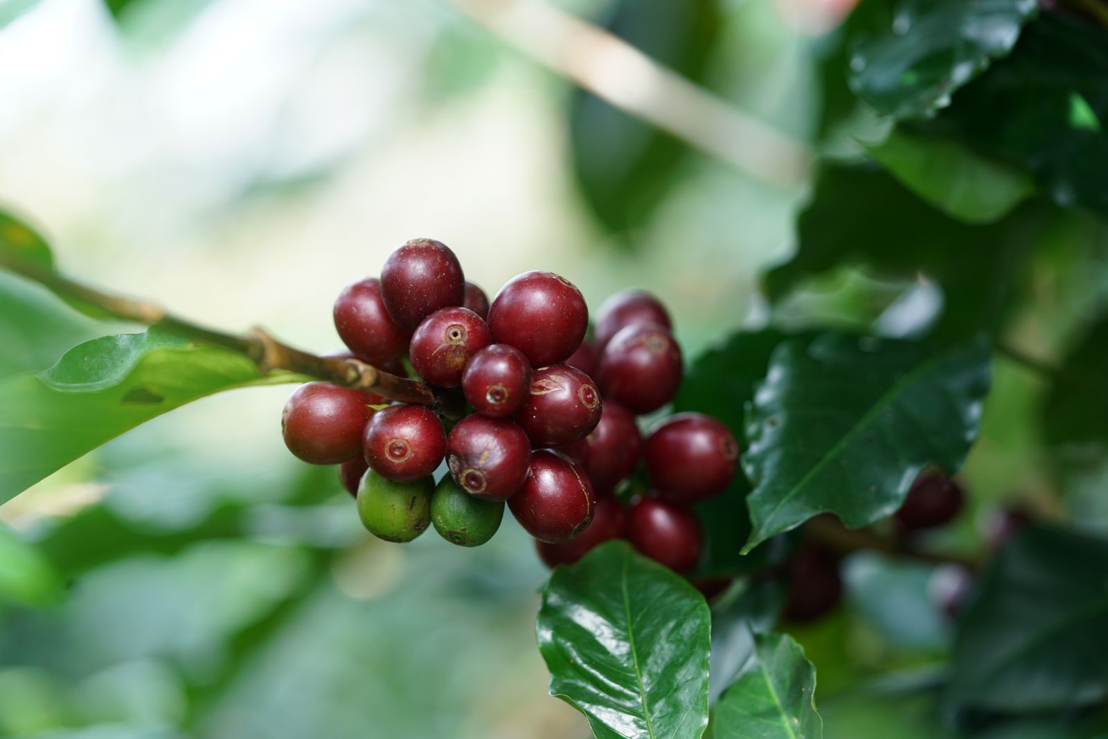 Ripe red coffee cherries on the branch