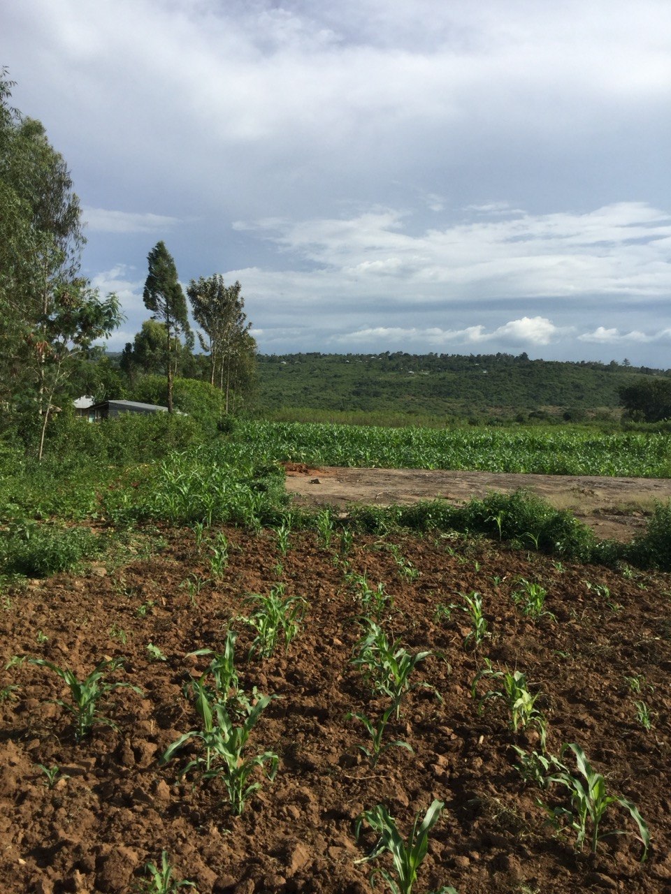 Young maize crop in a Kenyan field
